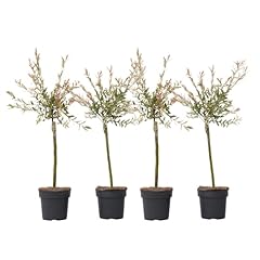 Plant box salix for sale  Delivered anywhere in UK