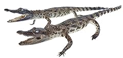 Pack alligator stuffed for sale  Delivered anywhere in USA 