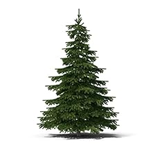 Balsam fir tree for sale  Delivered anywhere in USA 