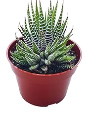 Live succulent haworthia for sale  Delivered anywhere in USA 