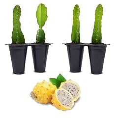 Dragon fruit yellow for sale  Delivered anywhere in USA 