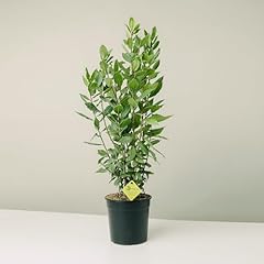 Plantì laurus nobilis usato  Spedito ovunque in Italia 