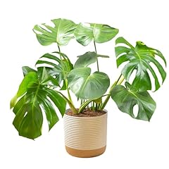 Costa farms monstera for sale  Delivered anywhere in USA 