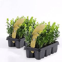Bosso buxus microphylla usato  Spedito ovunque in Italia 