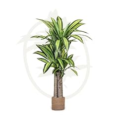 Maia shop dracena usato  Spedito ovunque in Italia 