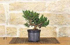 Pre bonsai ginepro usato  Spedito ovunque in Italia 