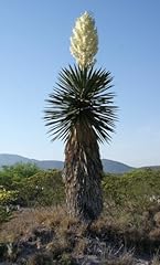 Yucca carnerosana spanish for sale  Delivered anywhere in USA 