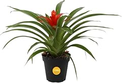 Costa farms bromeliad for sale  Delivered anywhere in USA 
