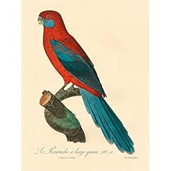 Artdirect barraband parrot for sale  Delivered anywhere in USA 