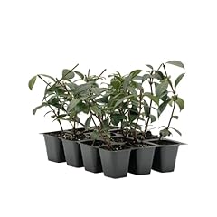 Live star jasmine for sale  Delivered anywhere in USA 