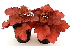 Powers flowers heuchera usato  Spedito ovunque in Italia 