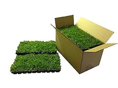 Zoysia plugs 100 for sale  Delivered anywhere in USA 