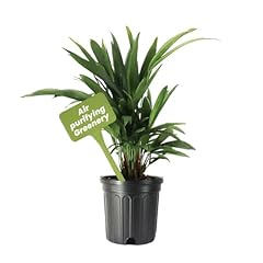 American plant lipstick for sale  Delivered anywhere in USA 