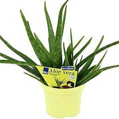 Bio aloe vera gebraucht kaufen  Wird an jeden Ort in Deutschland