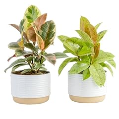 Costa farms ficus for sale  Delivered anywhere in USA 