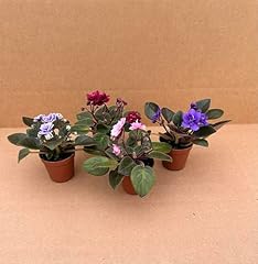 Generic pack miniature for sale  Delivered anywhere in USA 