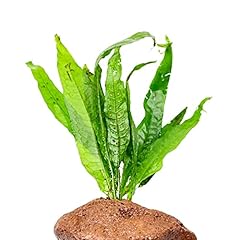 Planterest java fern for sale  Delivered anywhere in USA 
