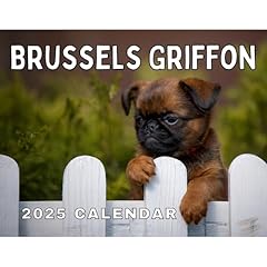 Brussels griffon 2025 for sale  Delivered anywhere in USA 