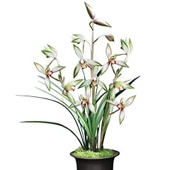 Cym live cymbidium for sale  Delivered anywhere in USA 