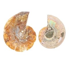 Villcase stück ammonite gebraucht kaufen  Wird an jeden Ort in Deutschland