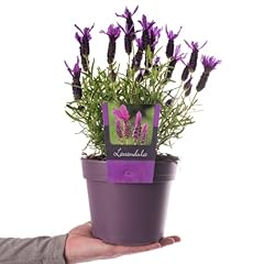 French lavender evergreen for sale  Delivered anywhere in UK