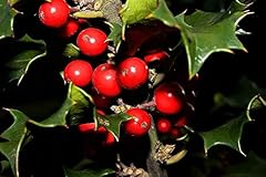 English holly ilex for sale  Delivered anywhere in USA 