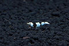 Crystal black shrimp for sale  Delivered anywhere in USA 