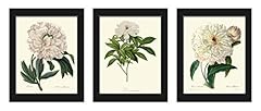 Botanical print set for sale  Delivered anywhere in USA 