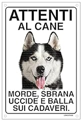 Siberian husky attenti usato  Spedito ovunque in Italia 
