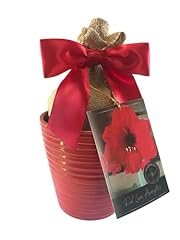 Amaryllis holiday gift for sale  Delivered anywhere in USA 