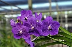 Premium orchids vanda for sale  Delivered anywhere in USA 