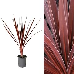 Cordyline torbay red for sale  Delivered anywhere in UK