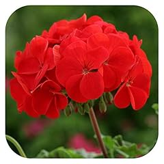 Geranium horizon scarlet for sale  Delivered anywhere in UK