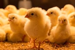 Chicken eggs hatching for sale  Delivered anywhere in USA 