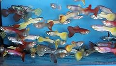 Family fancy guppies for sale  Delivered anywhere in USA 