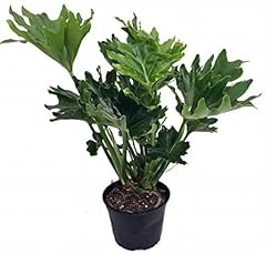 Hope philodendron easy for sale  Delivered anywhere in USA 