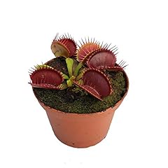 Venus flytrap b52 for sale  Delivered anywhere in USA 