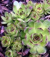 Mixed hens chicks for sale  Delivered anywhere in USA 