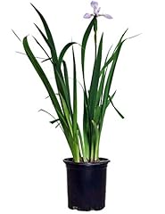 Iris versicolor perennial for sale  Delivered anywhere in USA 