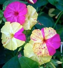 Mirabilis jalapa rotto usato  Spedito ovunque in Italia 