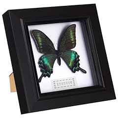 Housoutil butterfly specimens for sale  Delivered anywhere in USA 