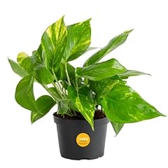 Costa farms golden for sale  Delivered anywhere in USA 