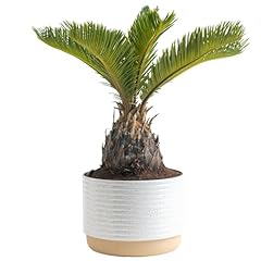 Costa farms sago for sale  Delivered anywhere in USA 