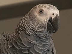 Toby parrot for sale  Delivered anywhere in UK
