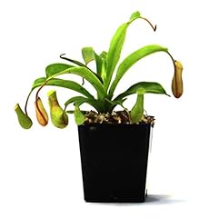 Nepenthes alata pitcher for sale  Delivered anywhere in USA 