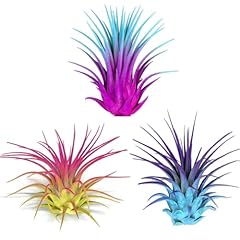 Rainbow pack ionantha for sale  Delivered anywhere in USA 