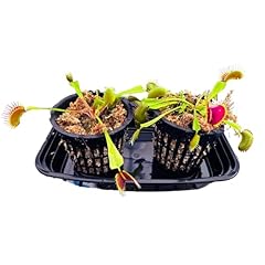 Set venus fly for sale  Delivered anywhere in USA 