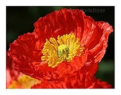 Papaver nudicaule deluxe gebraucht kaufen  Wird an jeden Ort in Deutschland