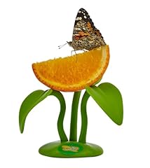 Insect lore butterfly for sale  Delivered anywhere in USA 