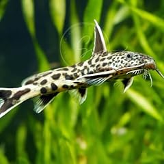 Swimming creatures dwarf for sale  Delivered anywhere in USA 